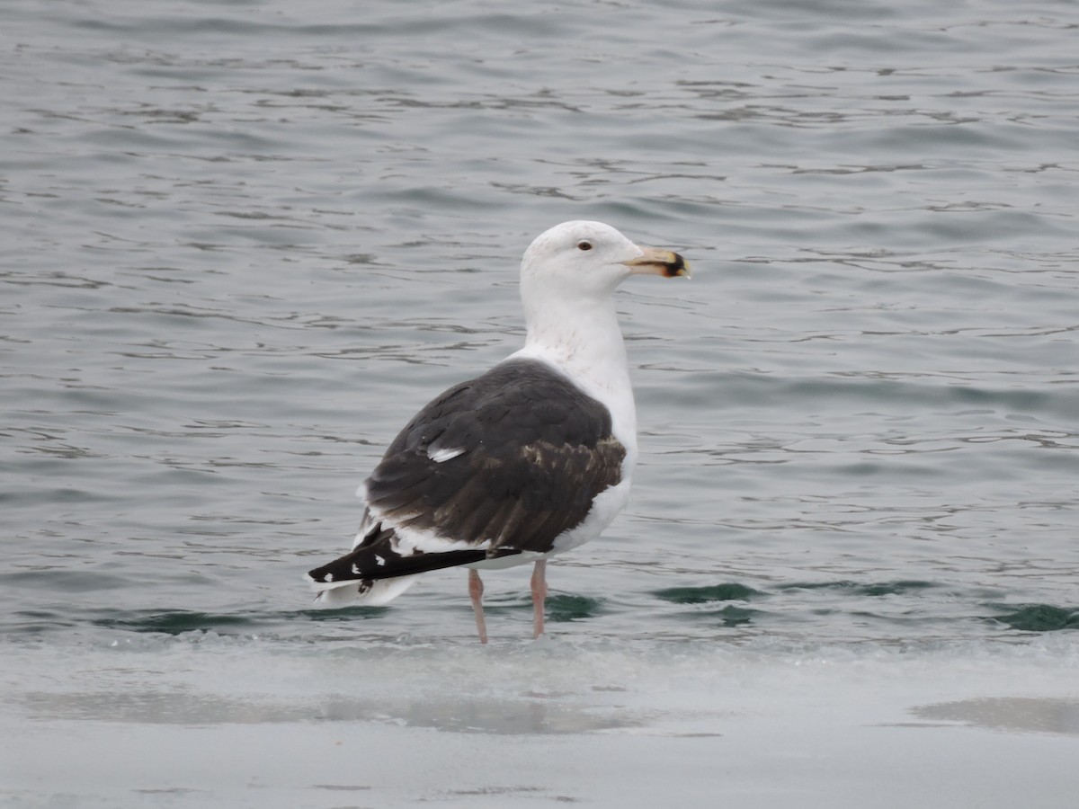 Great Black-backed Gull - ML306834291