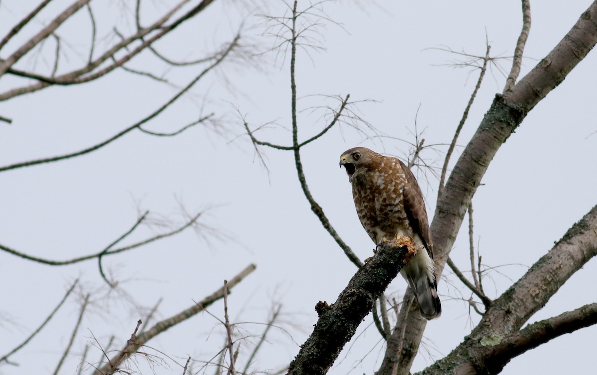 Broad-winged Hawk - Jay McGowan