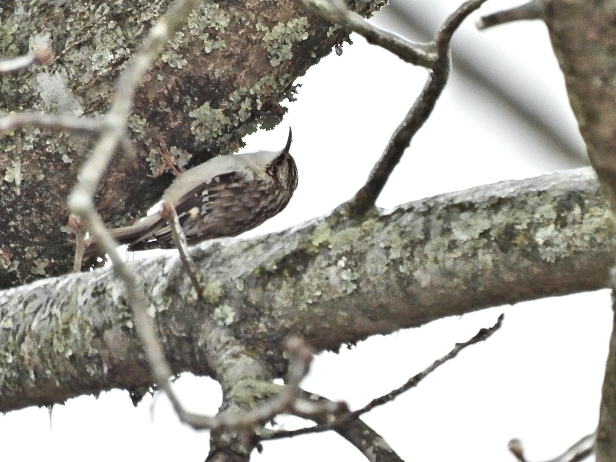 Brown Creeper - ML306838791