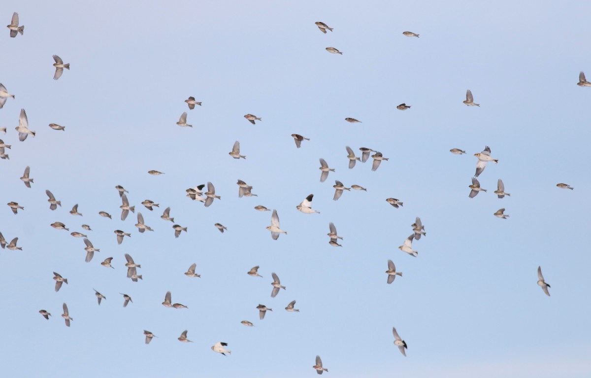 Common Redpoll (flammea) - ML306839591