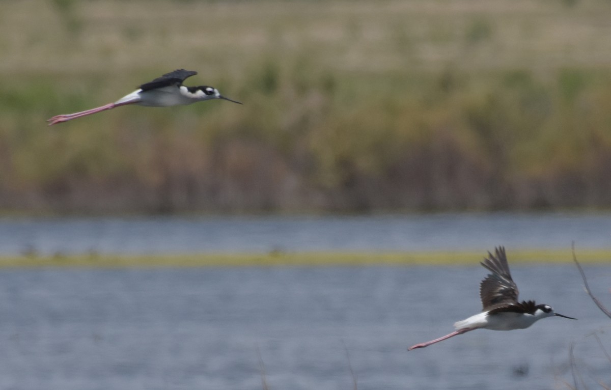 Black-necked Stilt - ML30683961