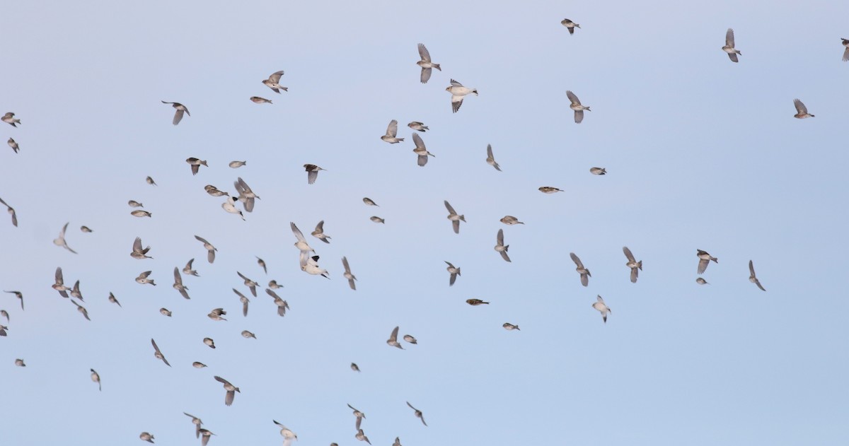 Snow Bunting - ML306839611