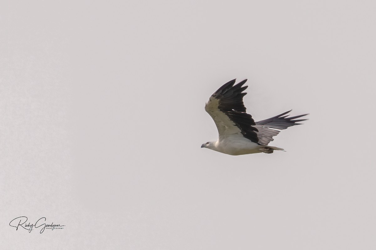 White-bellied Sea-Eagle - Ricky Goodyear
