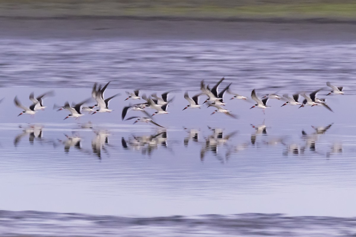 Black Skimmer - Daniel  Garza Tobón