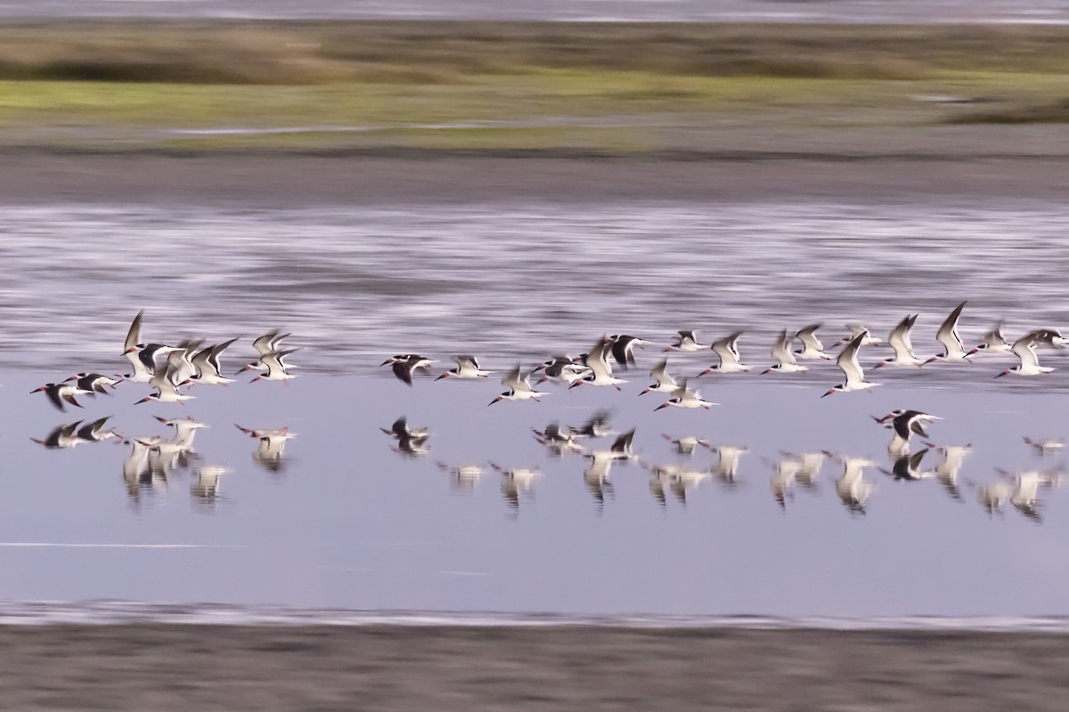 Black Skimmer - Daniel  Garza Tobón