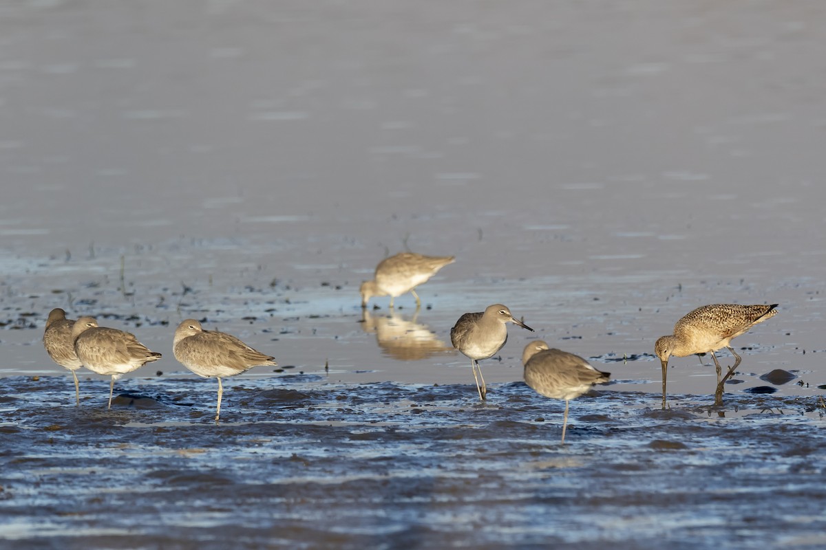 Willet - Daniel  Garza Tobón