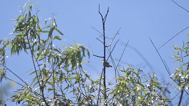 White-naped Xenopsaris - ML306842671