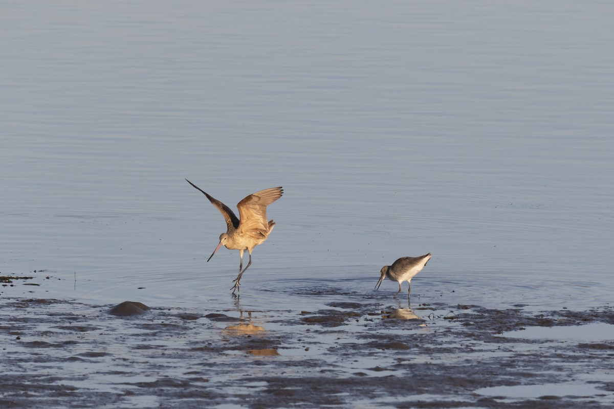 Marbled Godwit - Daniel  Garza Tobón