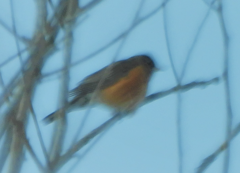 American Robin - ML306844041