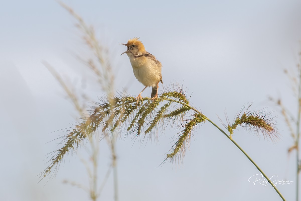 Golden-headed Cisticola - ML306844611