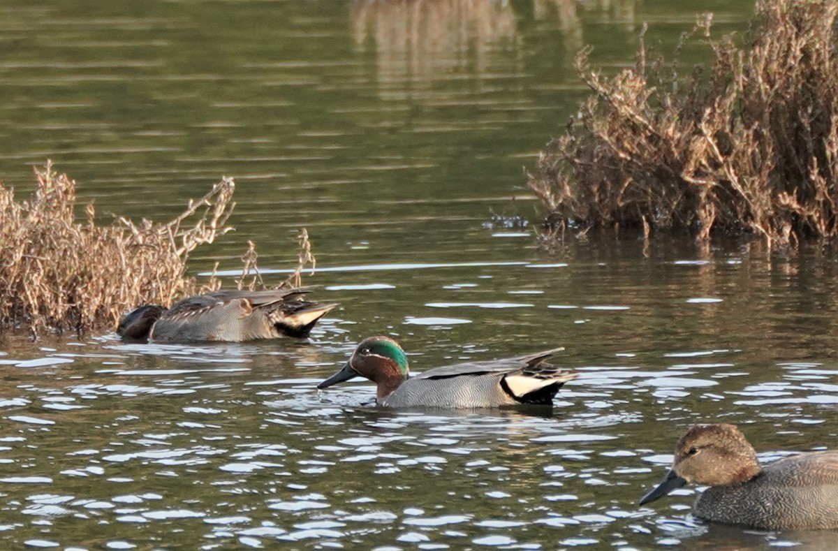 Green-winged Teal (Eurasian) - William Legge