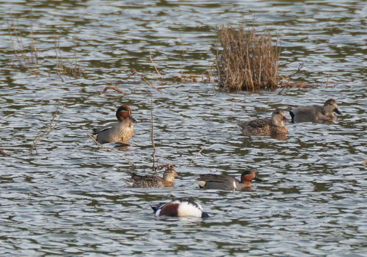 Green-winged Teal (Eurasian) - William Legge