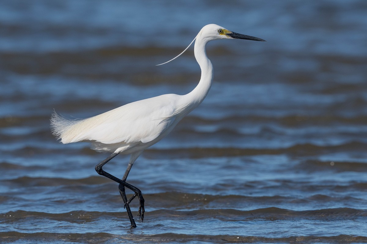 Little Egret - Terence Alexander