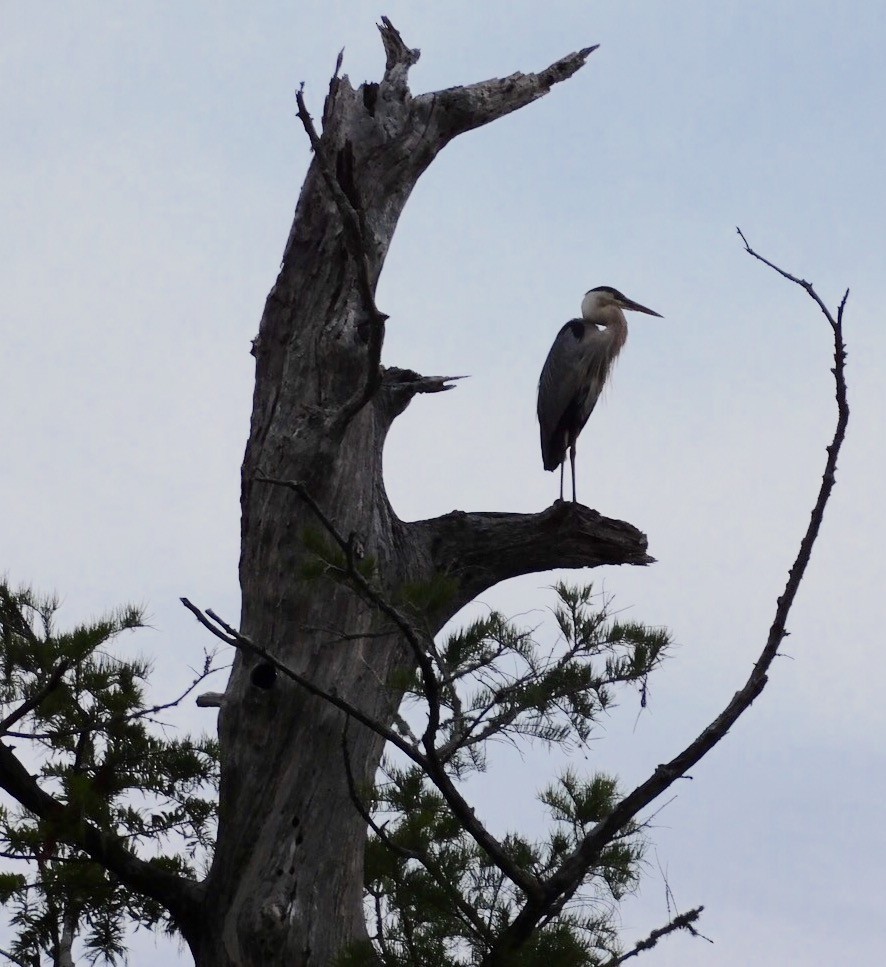 Great Blue Heron - ML30684831