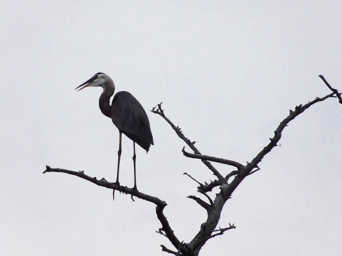 Great Blue Heron - ML30684841