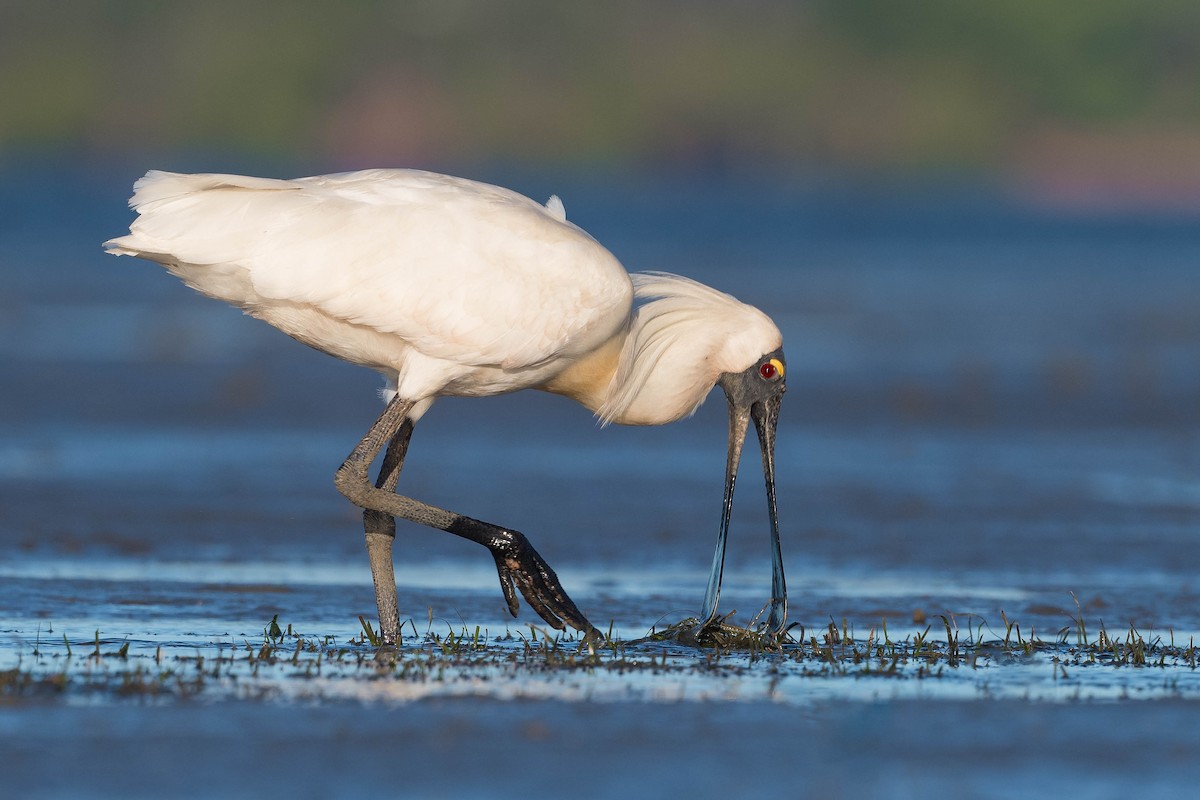 Royal Spoonbill - ML306848501