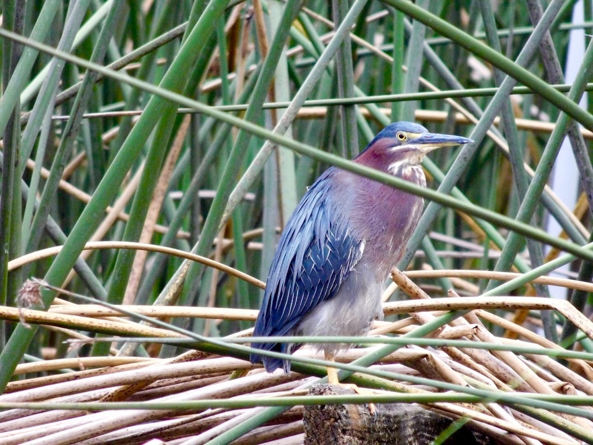 Green Heron - ML30684851