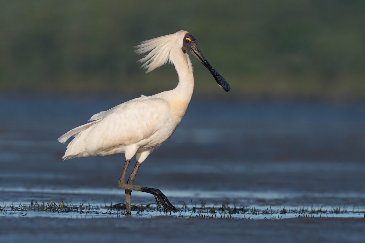 ML306848541 - Royal Spoonbill - Macaulay Library