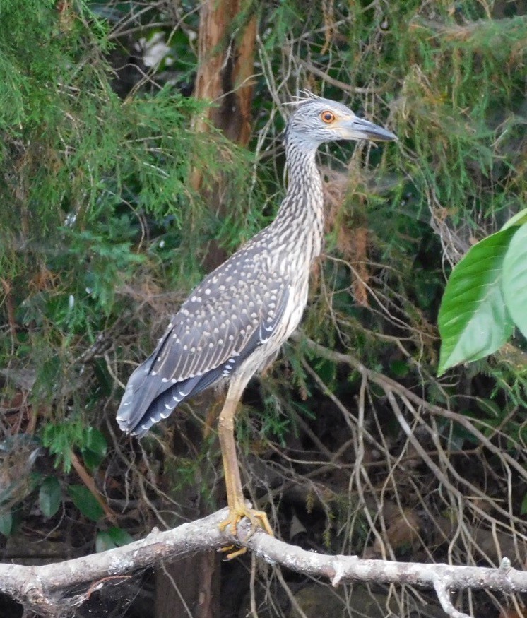 Yellow-crowned Night Heron - ML30684891