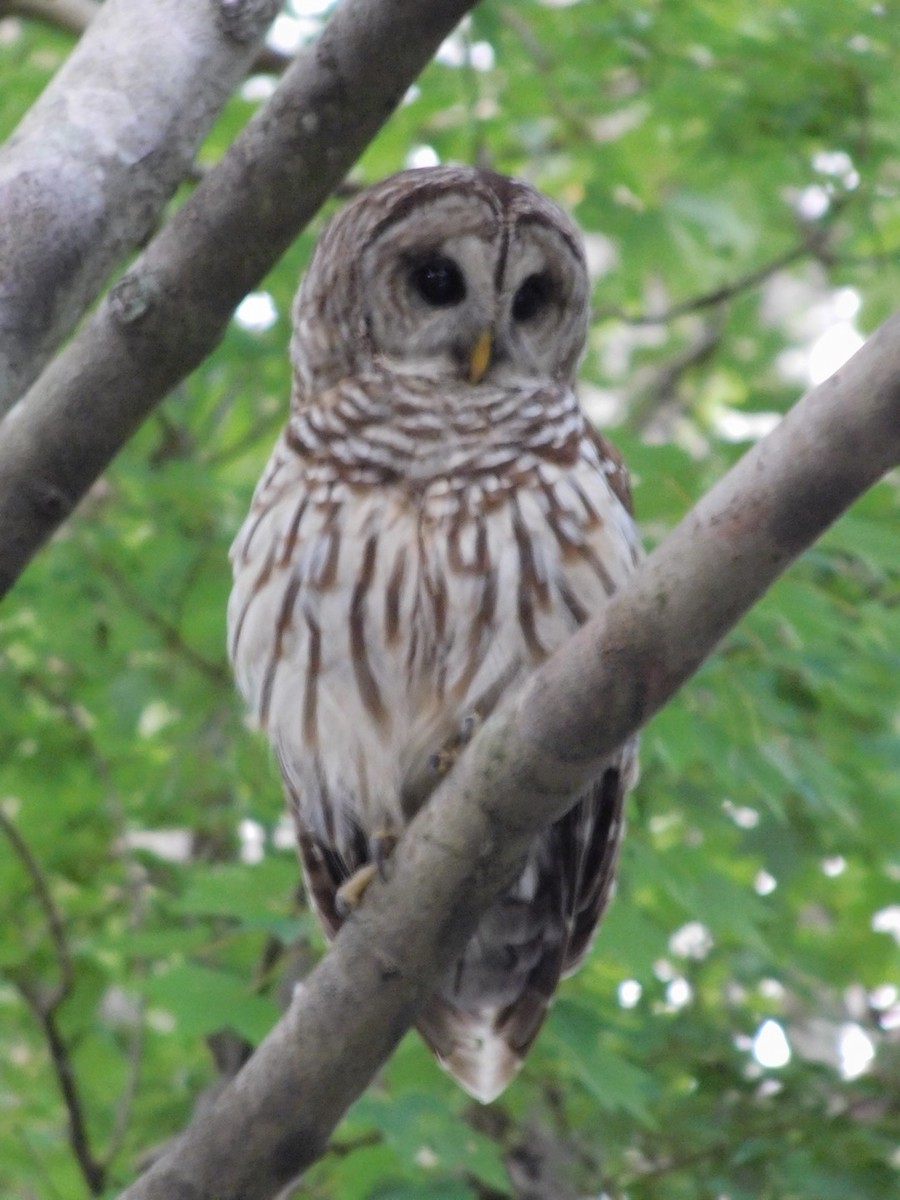 Barred Owl - ML30684911