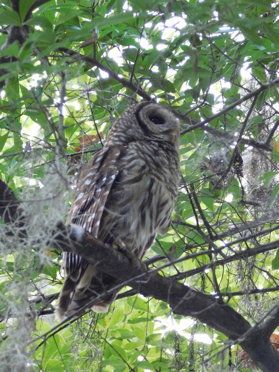 Barred Owl - ML30684921
