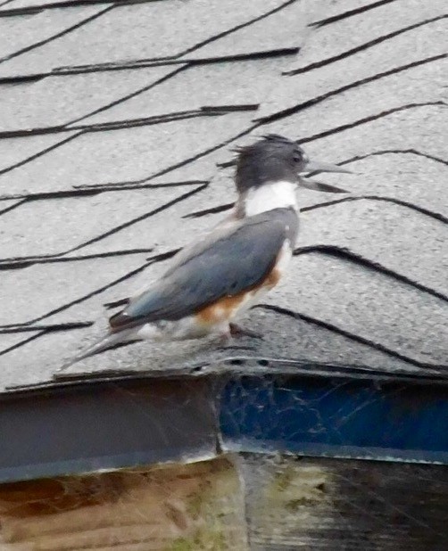 Belted Kingfisher - ML30685001