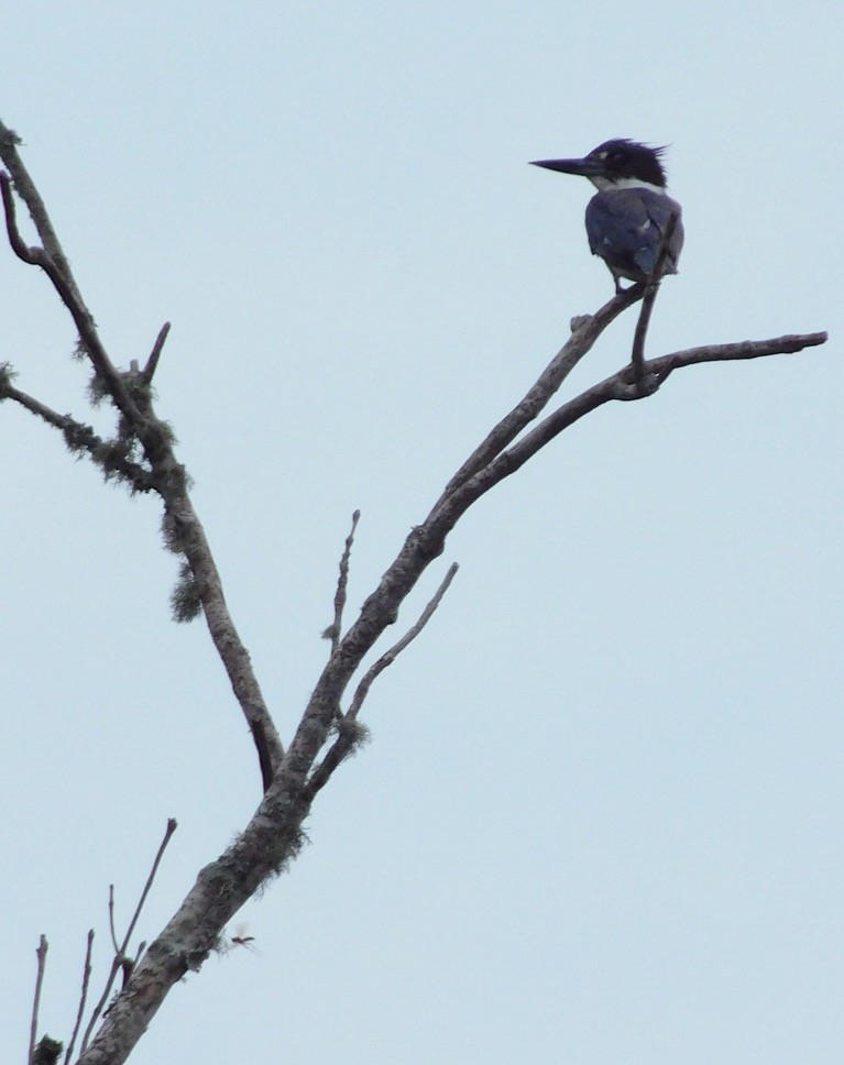 Belted Kingfisher - ML30685011