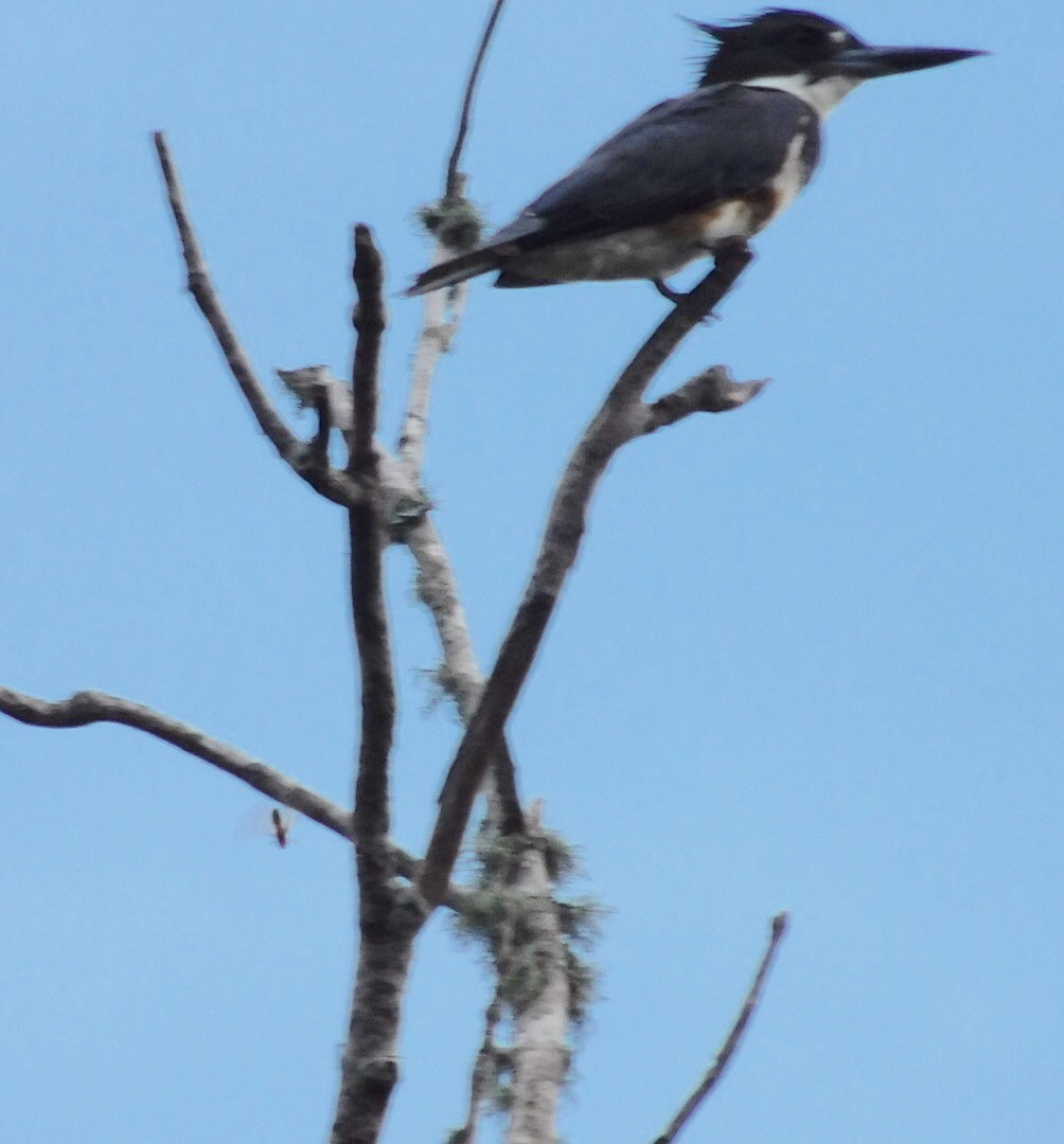 Belted Kingfisher - ML30685021