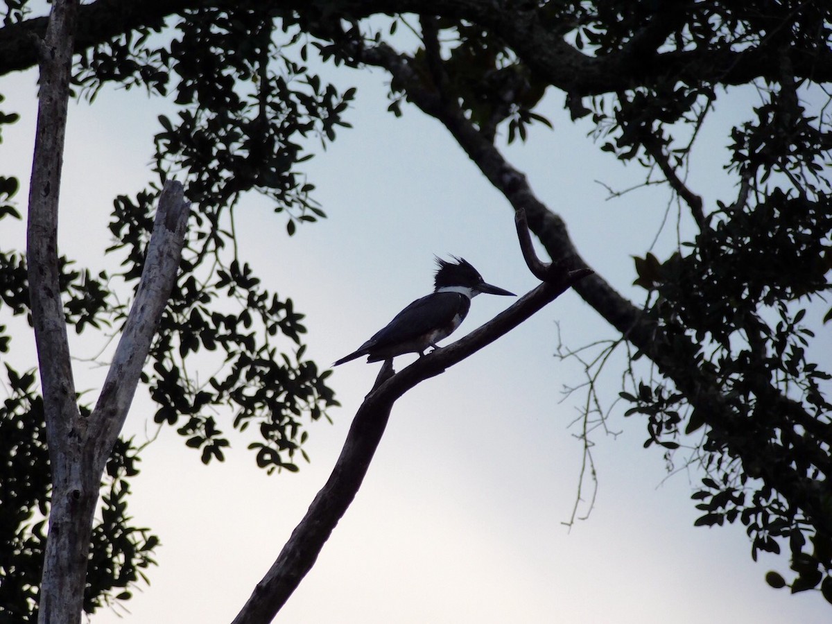 Belted Kingfisher - ML30685031
