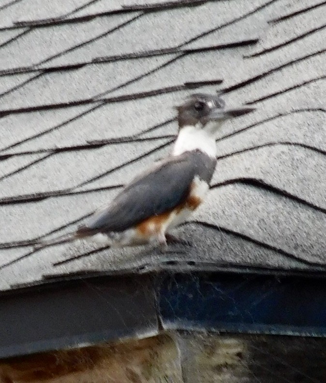 Belted Kingfisher - ML30685041