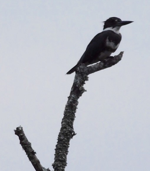 Belted Kingfisher - ML30685051