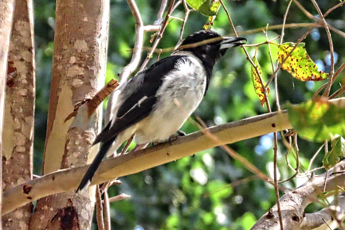 Pied Butcherbird - ML306851681
