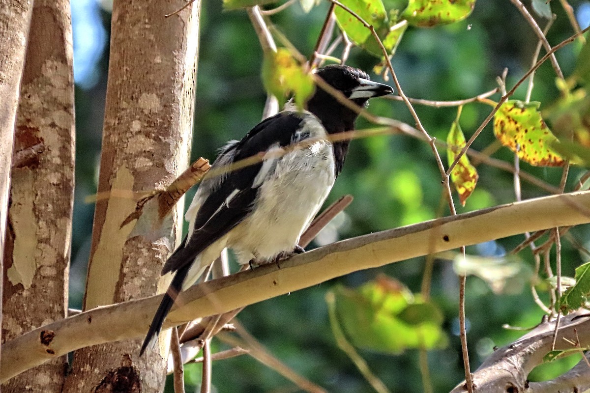 Pied Butcherbird - ML306851751
