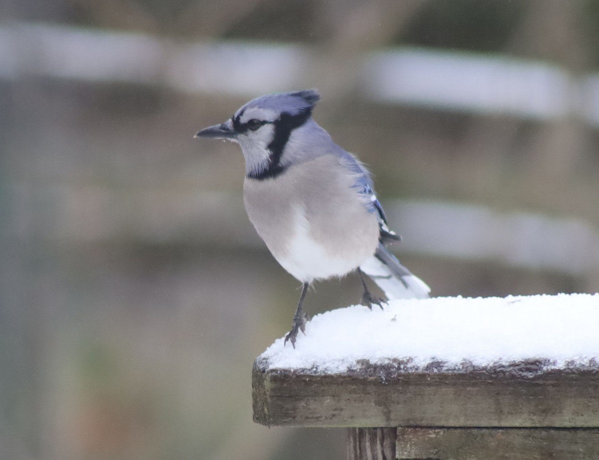 Blue Jay - ML306852311