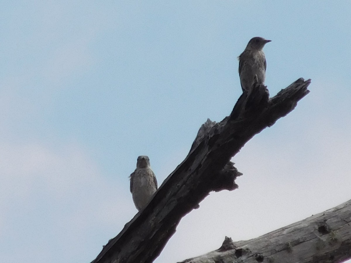 Eastern Bluebird - ML30685271