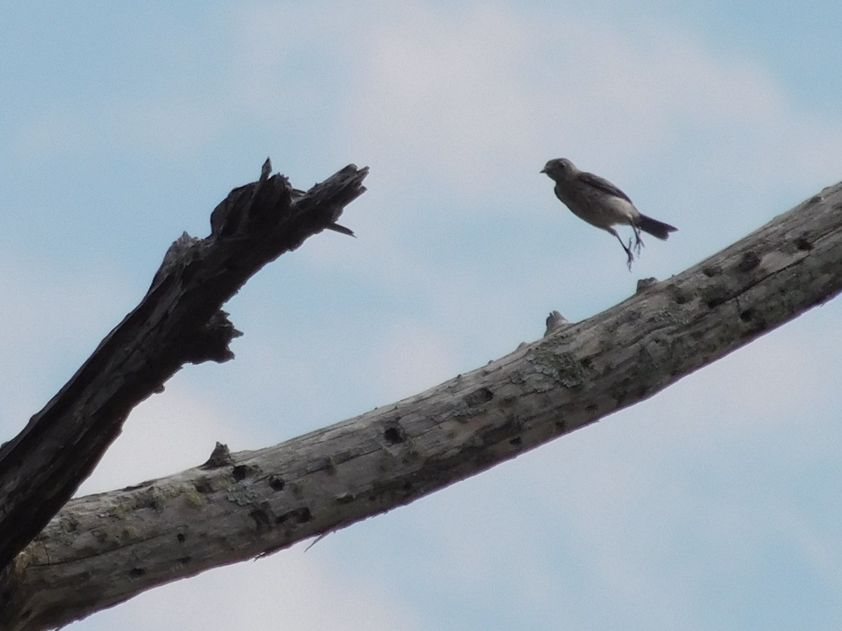 Eastern Bluebird - ML30685281