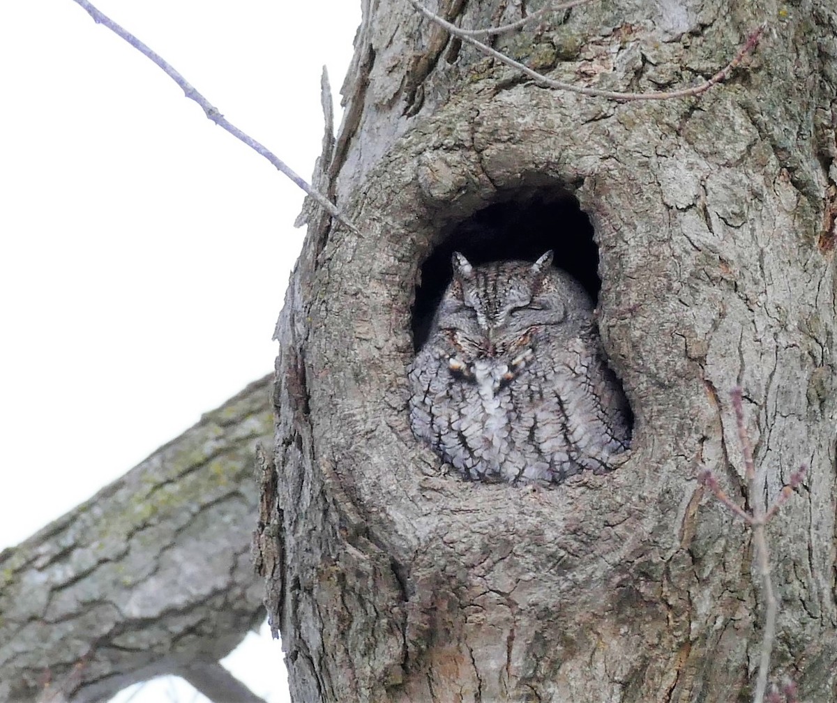 Eastern Screech-Owl - ML306853971