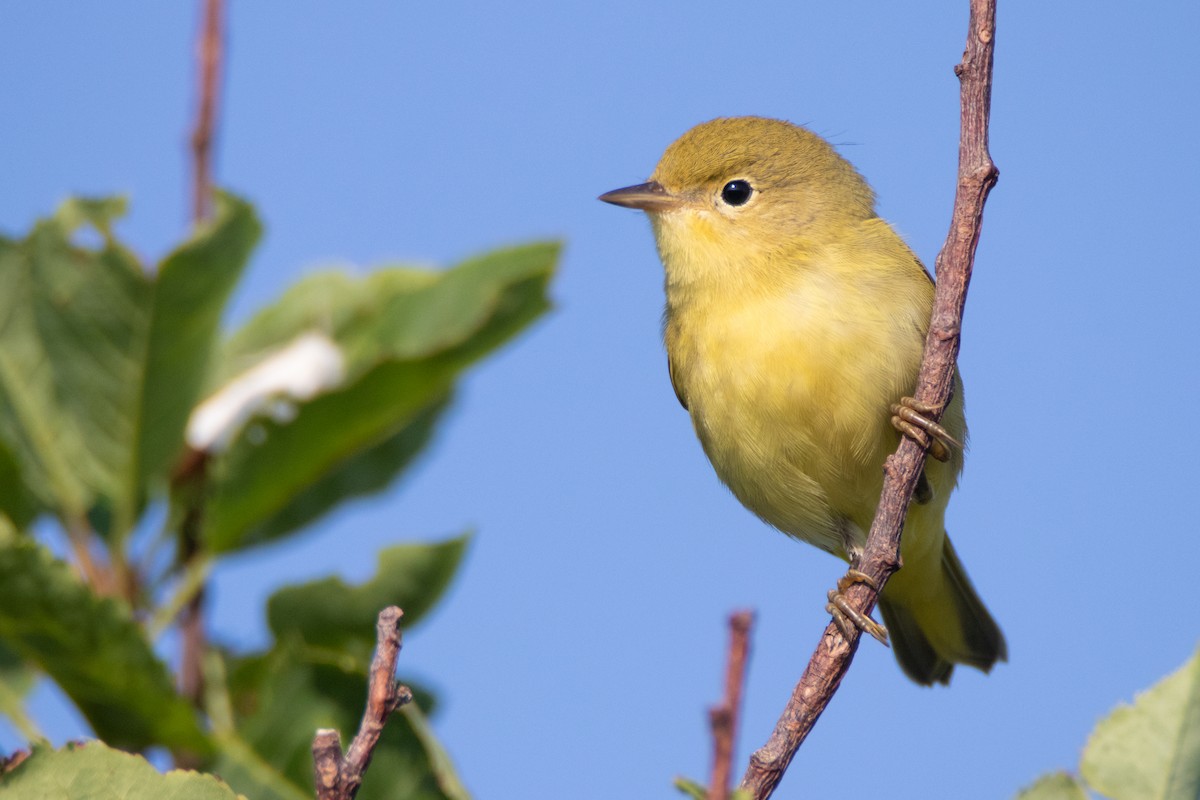 Yellow Warbler - ML306855871