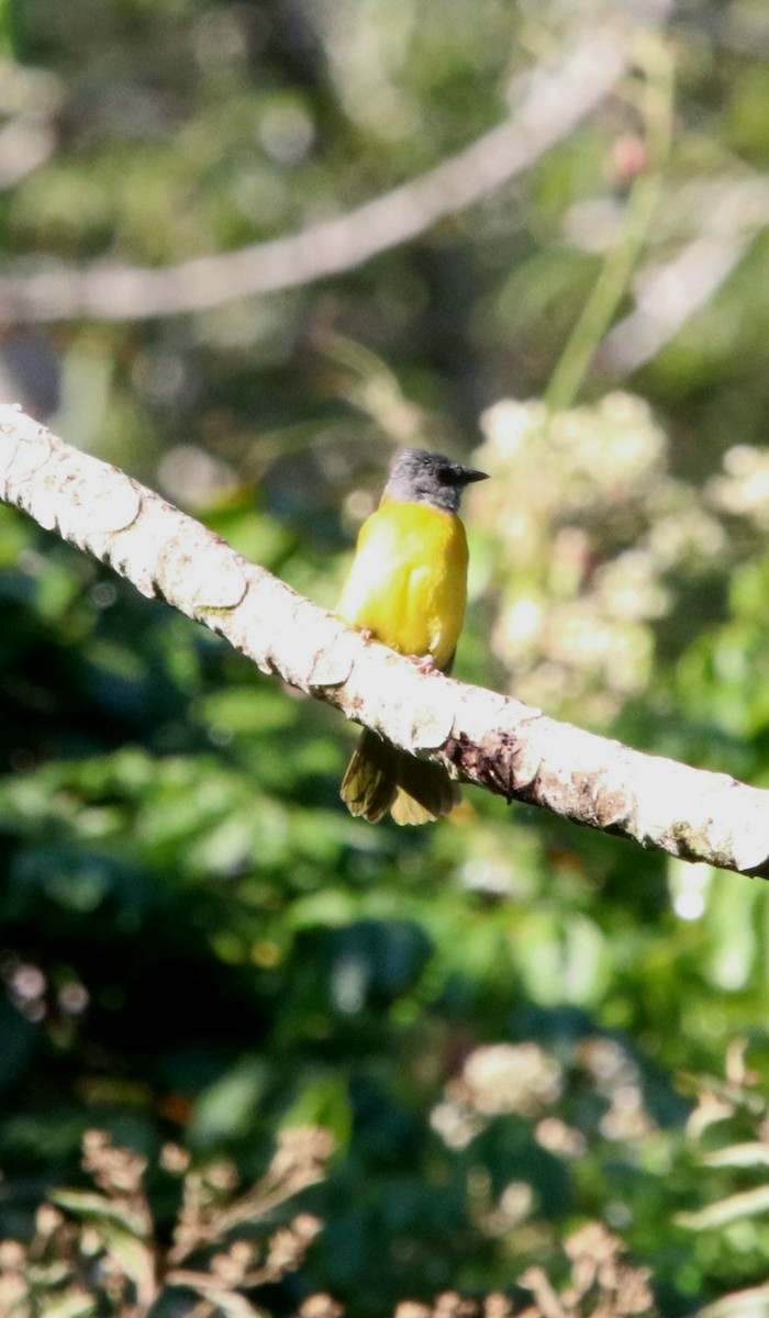 Gray-headed Tanager - ML306857051