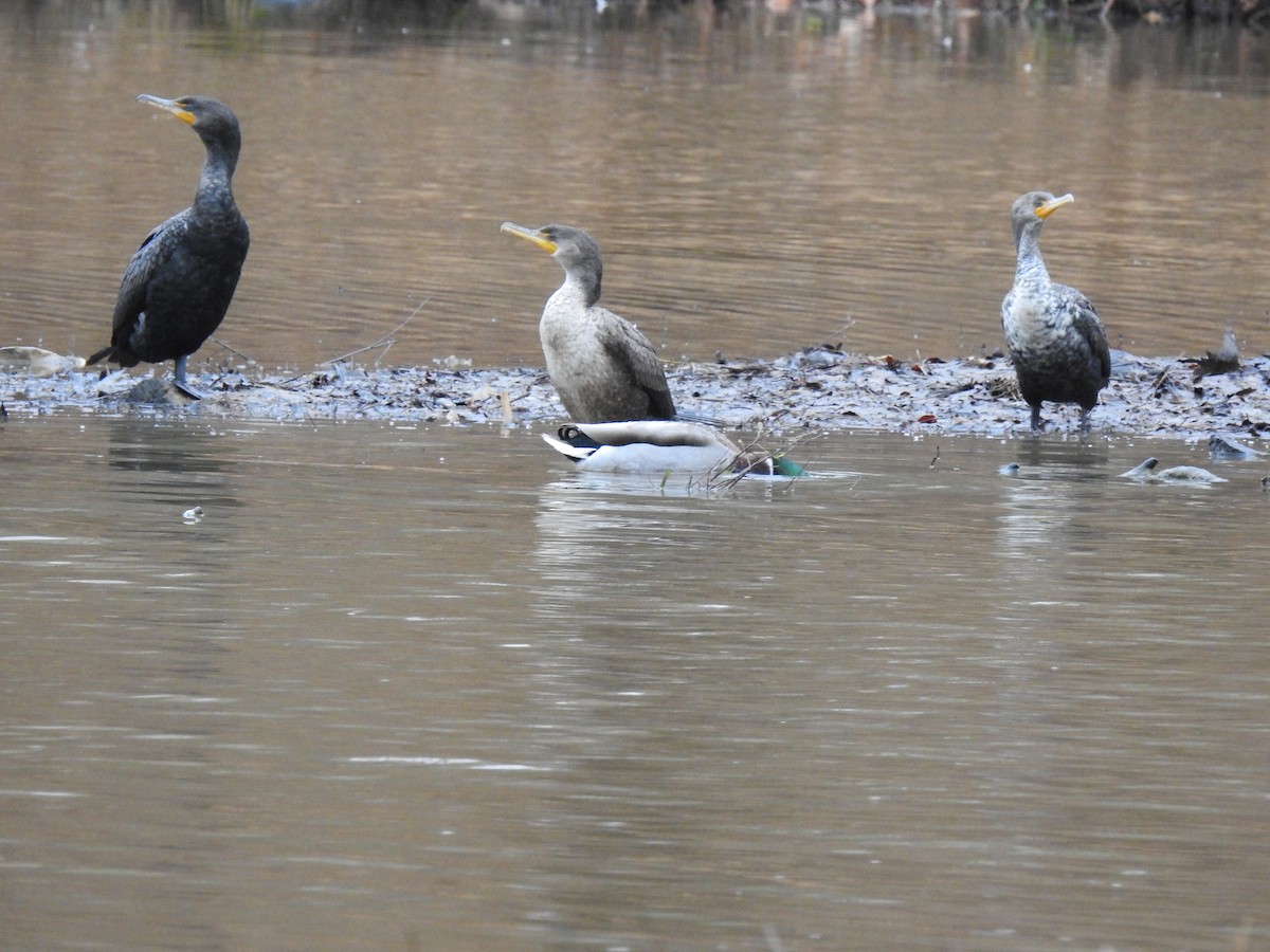 Double-crested Cormorant - ML306857201
