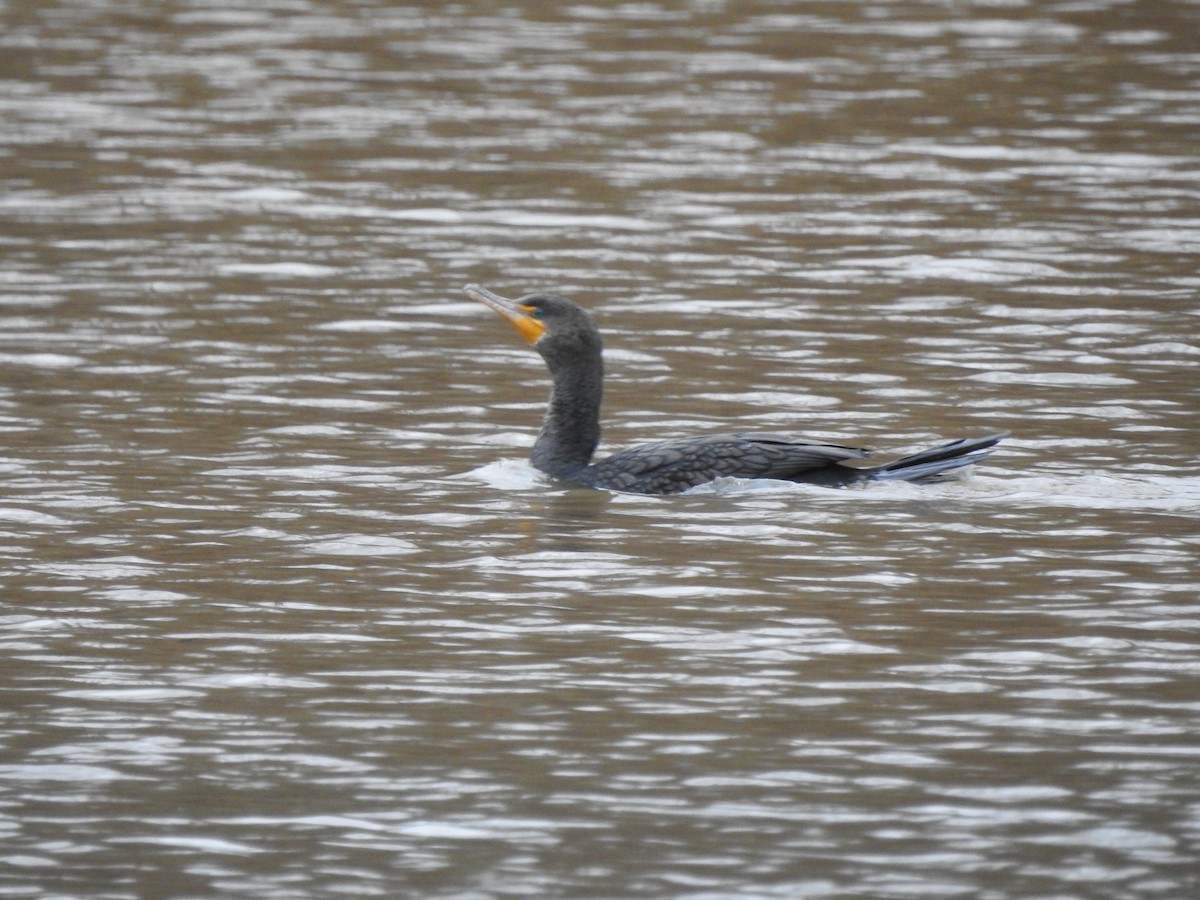 Double-crested Cormorant - ML306857211
