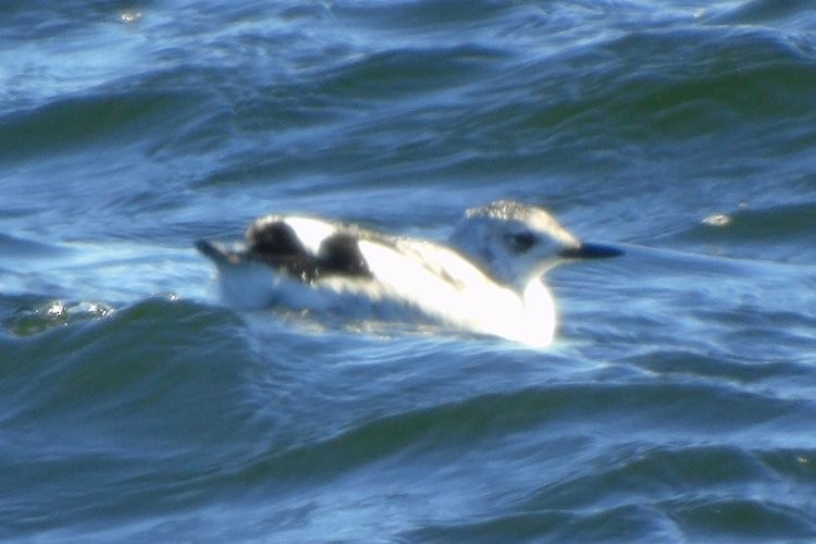 Black Guillemot - ML306858191