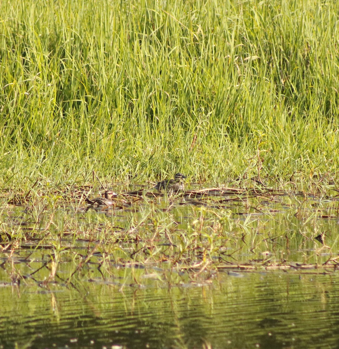 Masked Duck - ML306858881