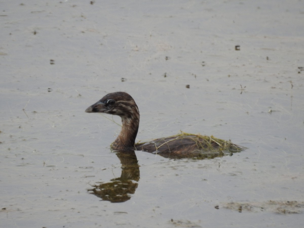 Pied-billed Grebe - ML30686111