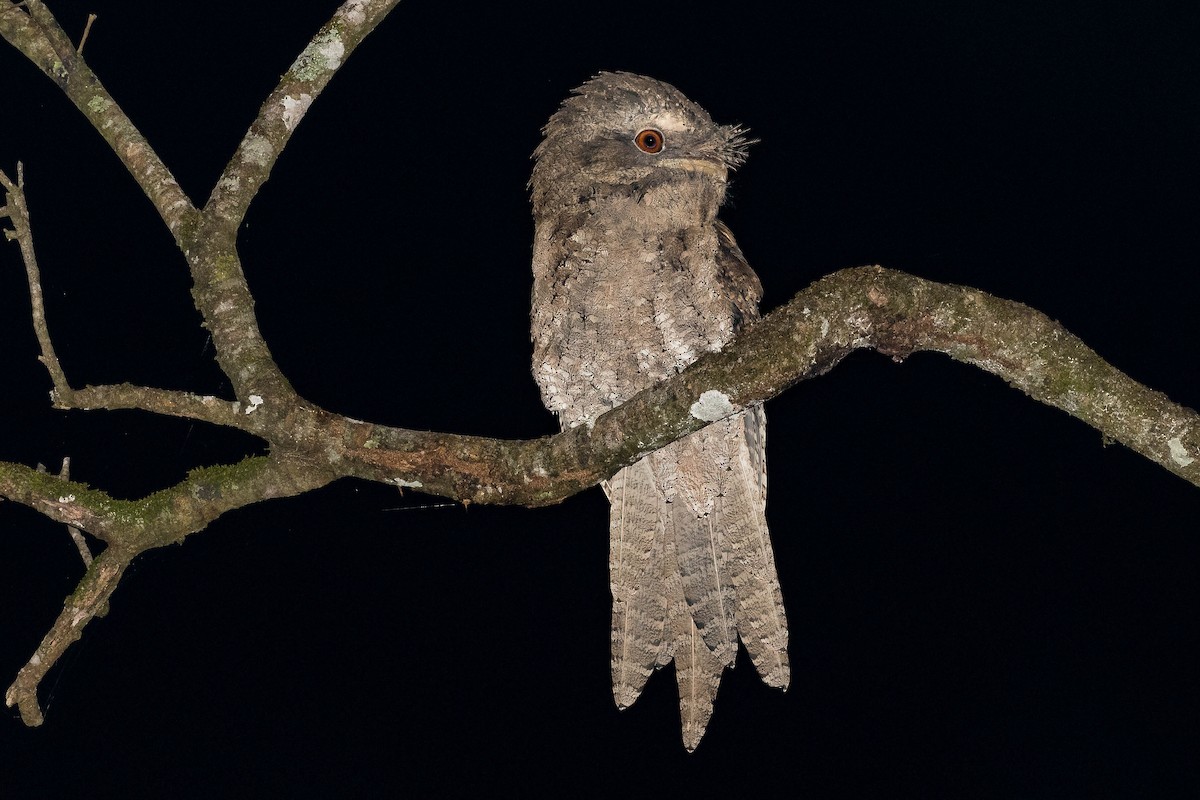 Marbled Frogmouth - Terence Alexander