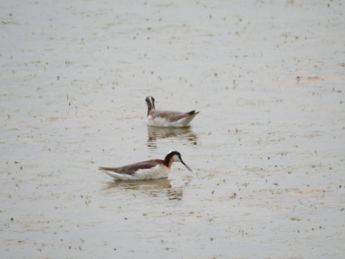 Wilson's Phalarope - ML30686161