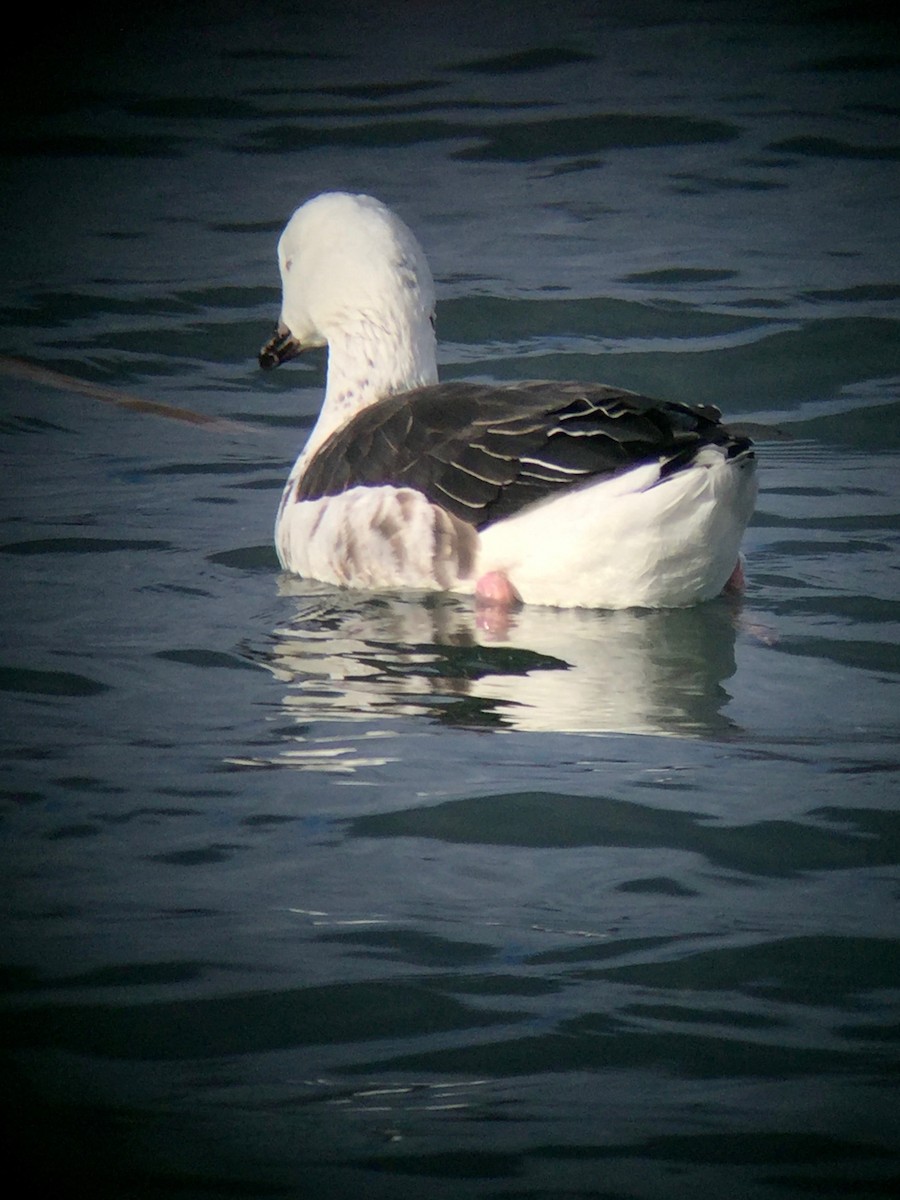 Snow Goose x Brant (hybrid) - ML306862731