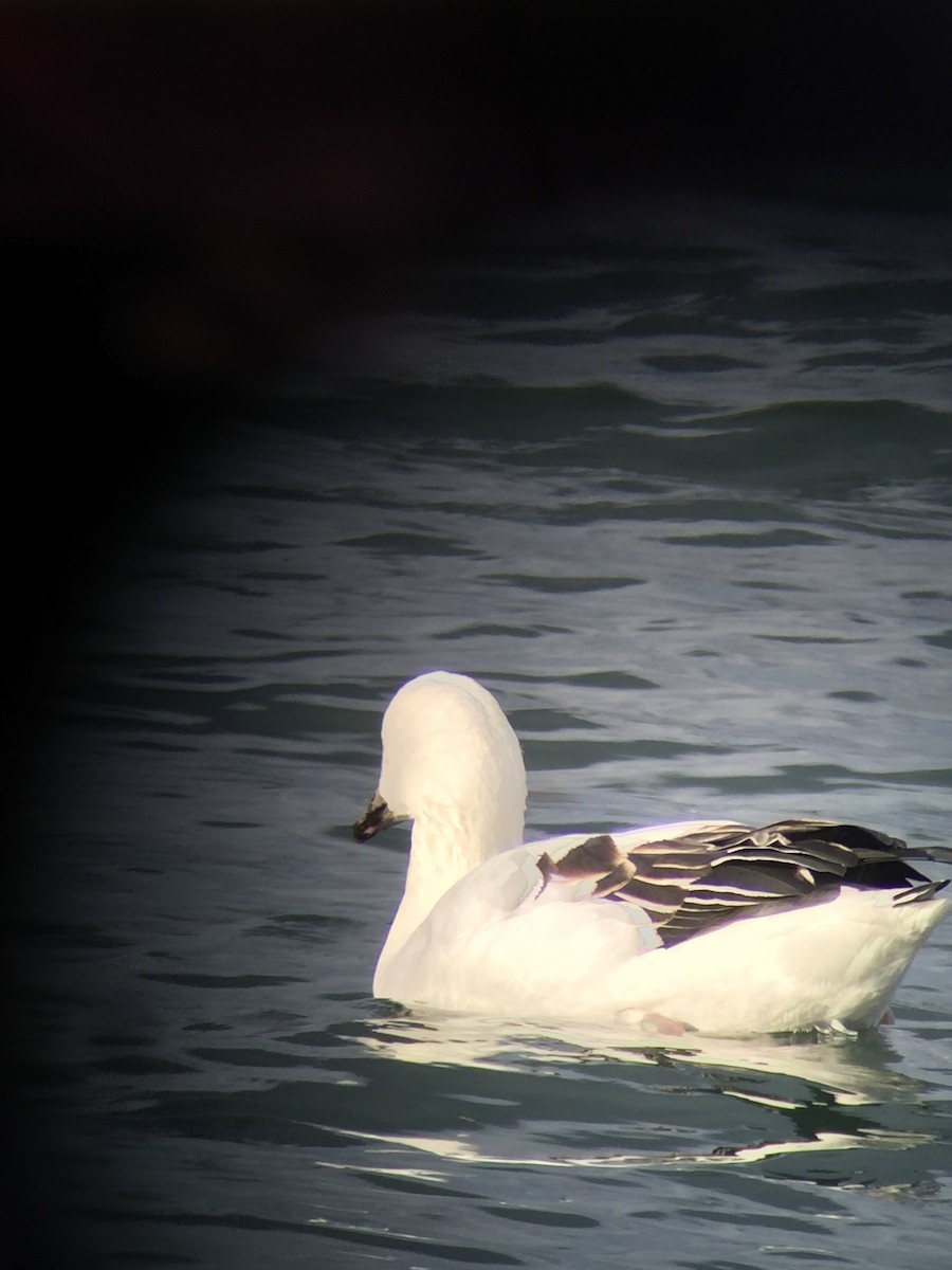 Snow Goose x Brant (hybrid) - ML306862741