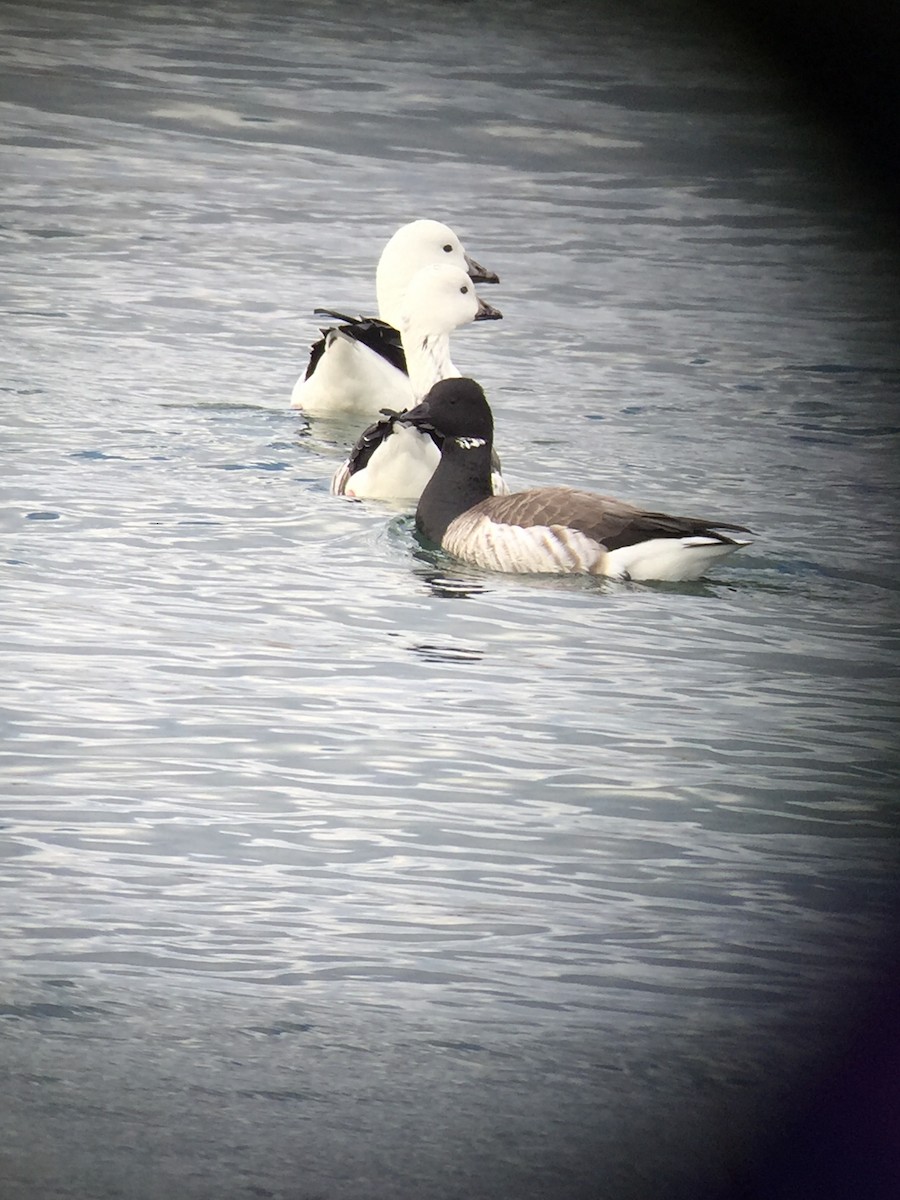 Snow Goose x Brant (hybrid) - Gabriel Willow