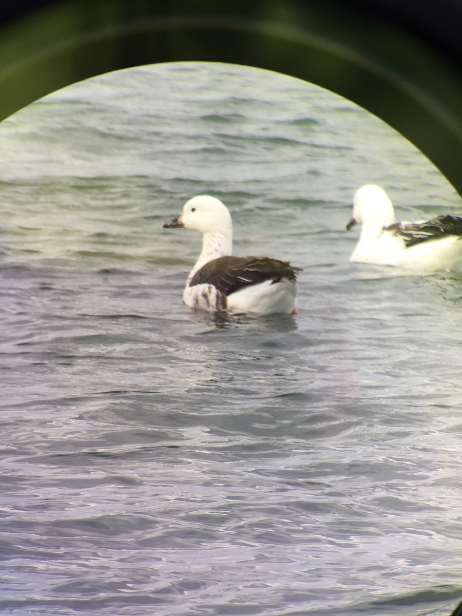 Snow Goose x Brant (hybrid) - ML306862761